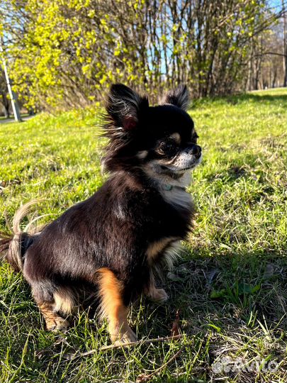 Вязка кобель чихуахуа