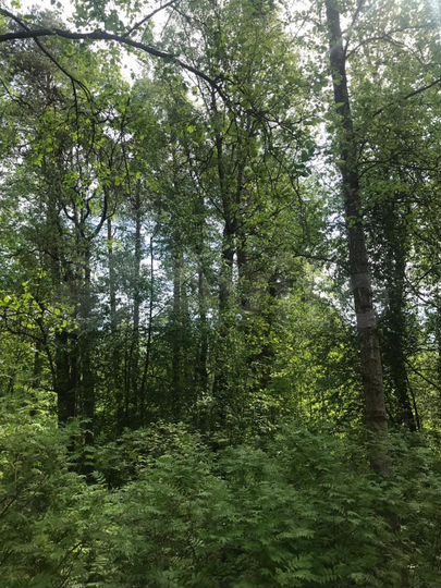 Участок 45 сот. (ИЖС)