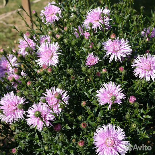 Астры многолетние