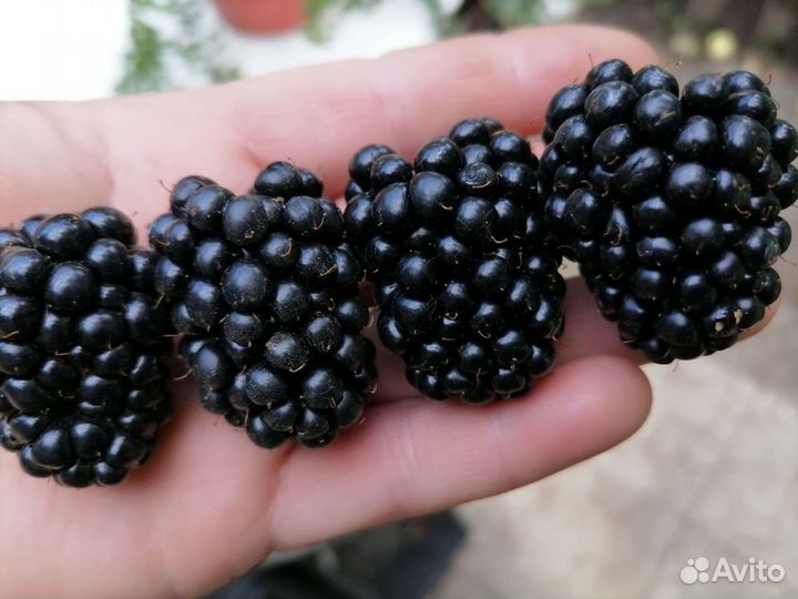 Саженцы ежевики Трипл Краун