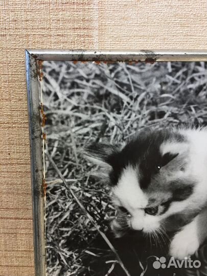 Фотокартина Котята СССР