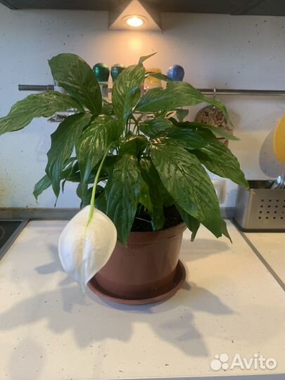 Спатифиллум