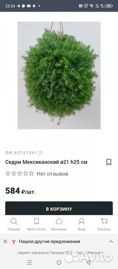 Седум мексиканский