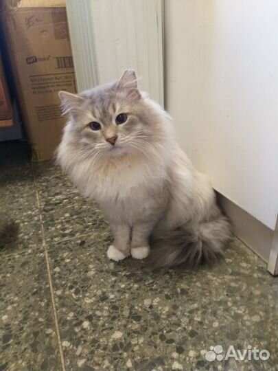 Кот ищет семью