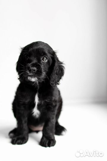 Английский кокер спаниель