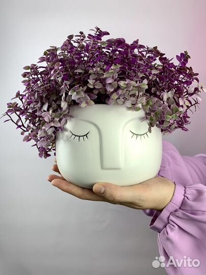 Каллизия розовая пантера, розовые цветы для дома