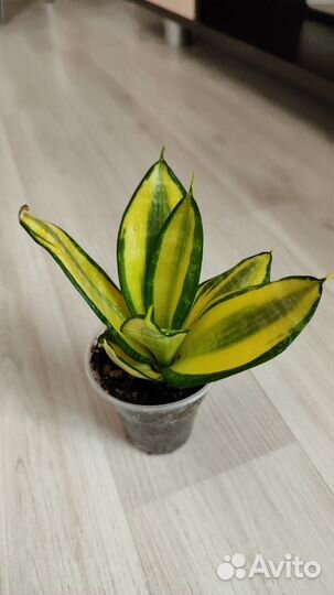 Сансевиерия