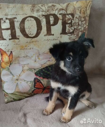 Щенок в добрые руки Бронь