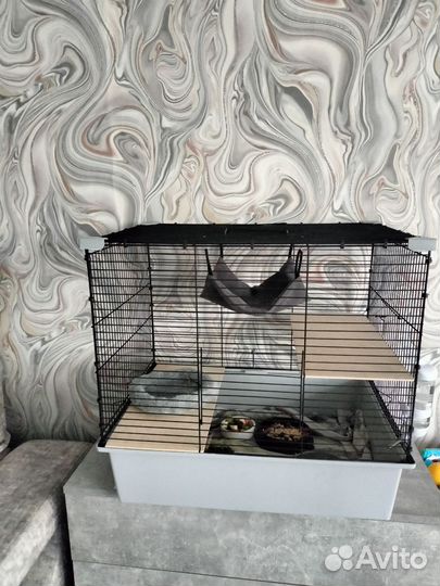 Декоративные крысята