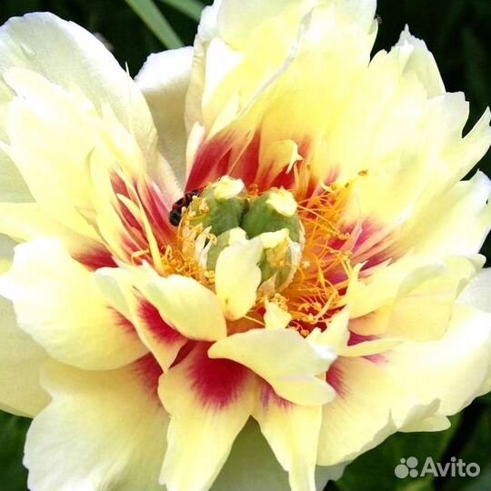 Пионы корневища Прейри Шарм