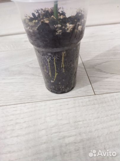 Лимон Мейер