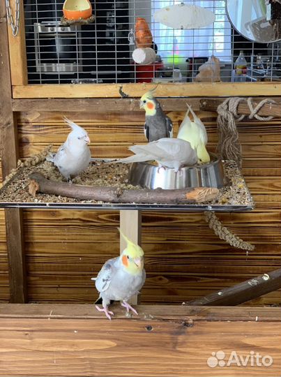 Попугай корелла птенец