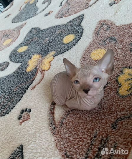 Котята Канадского сфинкса