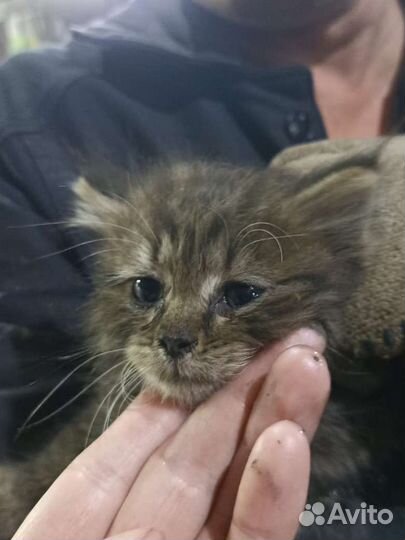 Котята ждут семью