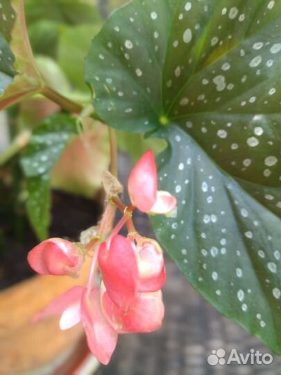 Бегония королевская