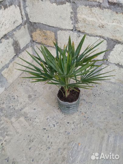 Пальма трахикарпус