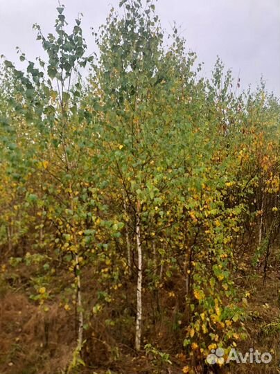 Береза оптом