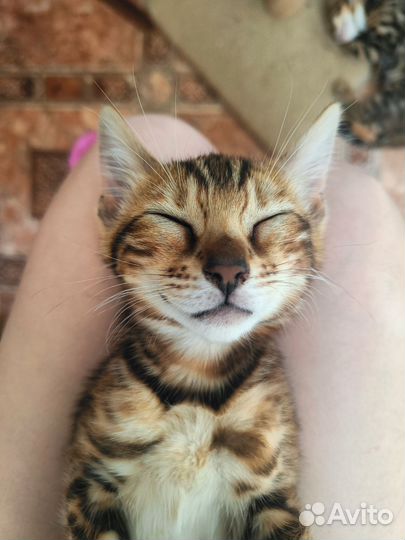 Бенгальская девочка, бенгалы