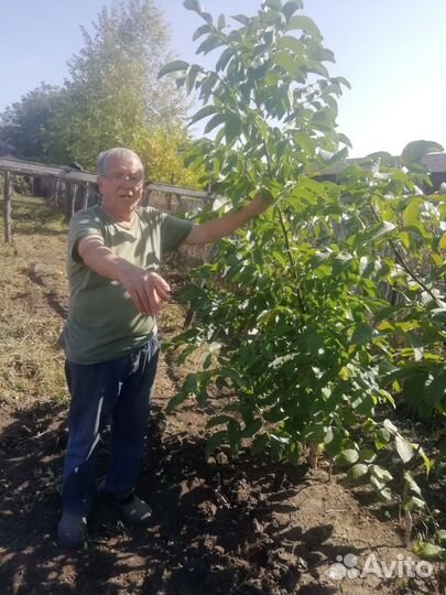 Орех грецкий саженцы