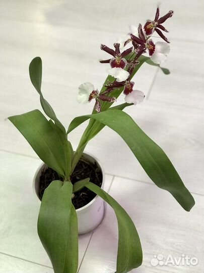 Орхидея камбрия