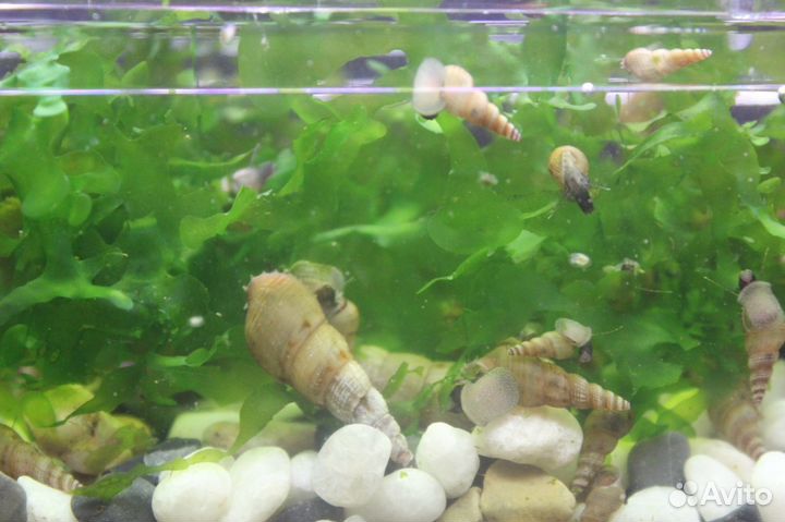 Грунтовые улитки - мелании