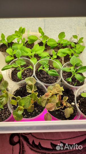 Растения для сада