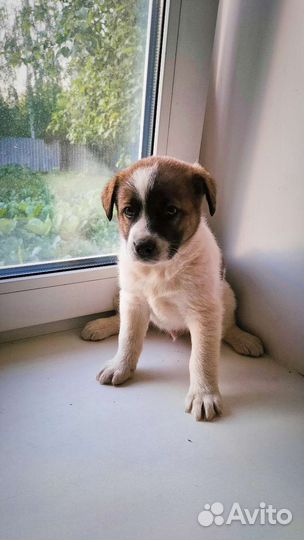 Щенки парсен-рассел терьер