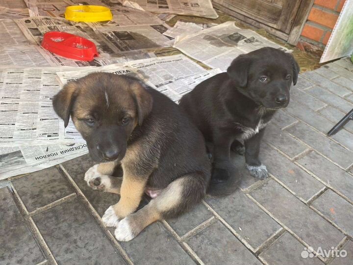 Щенки бесплатно