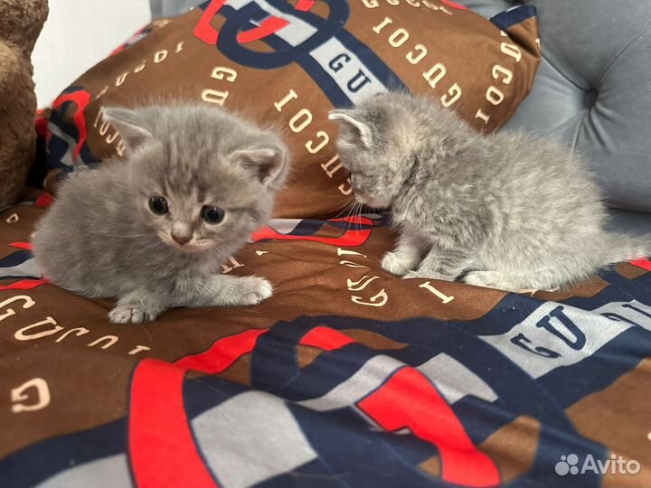 Шотландская