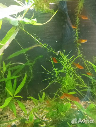 Аквариумные рыбки и растения
