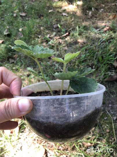 Рассада клубники виктория сорт лорд