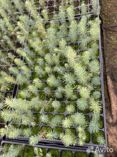 Сеянцы ели зкс