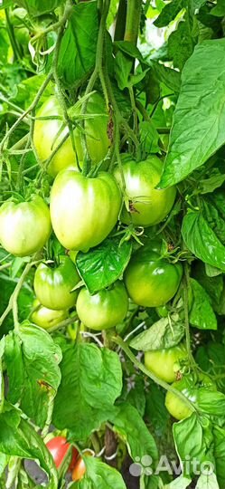 Продаю коллекционные сорта томатов и перца