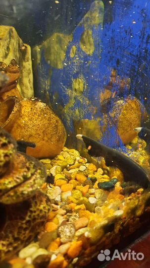 Черный нож рыбка