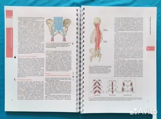 Анатомические поезда