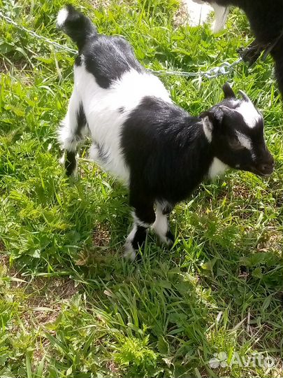 Козлята ламанча