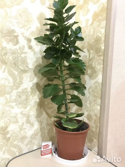 Продаю цветы комнатные