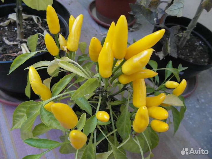 Комнатный перец полуострый и острый