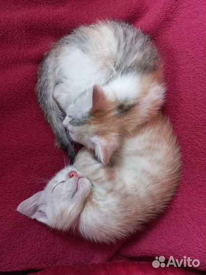 Кошка в дар бесплатно