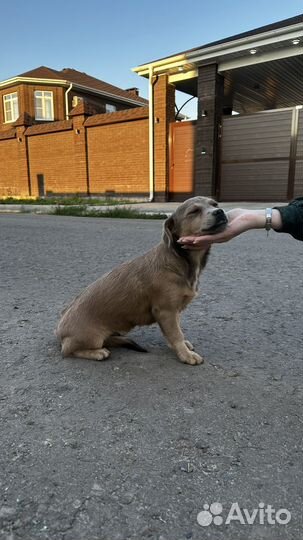 Щенки