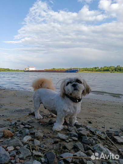 Вязка собак ши-тцу