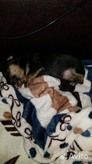 Продам мини той-терьер