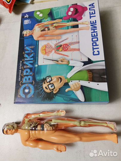 Анатомическая модель человека органы