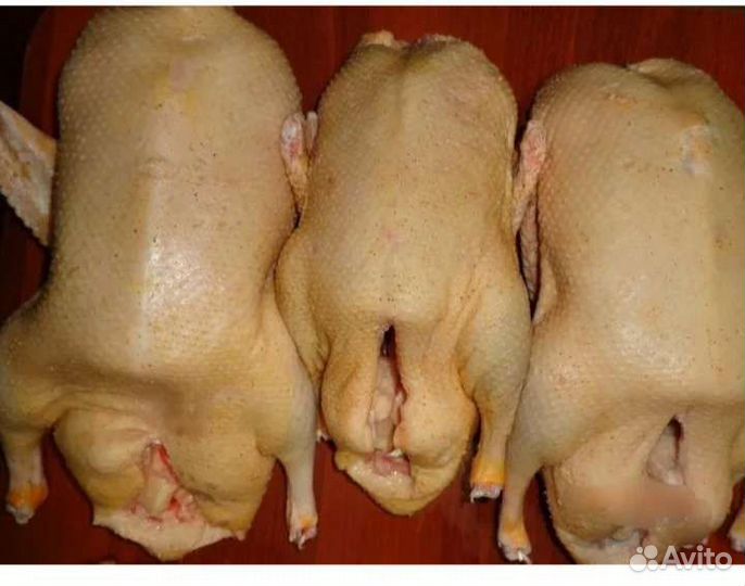 Мясо утки мулард