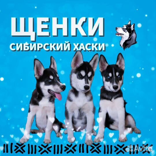 Щенки Сибирский Хаски