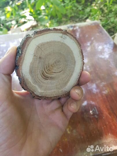 Спилы из дуба