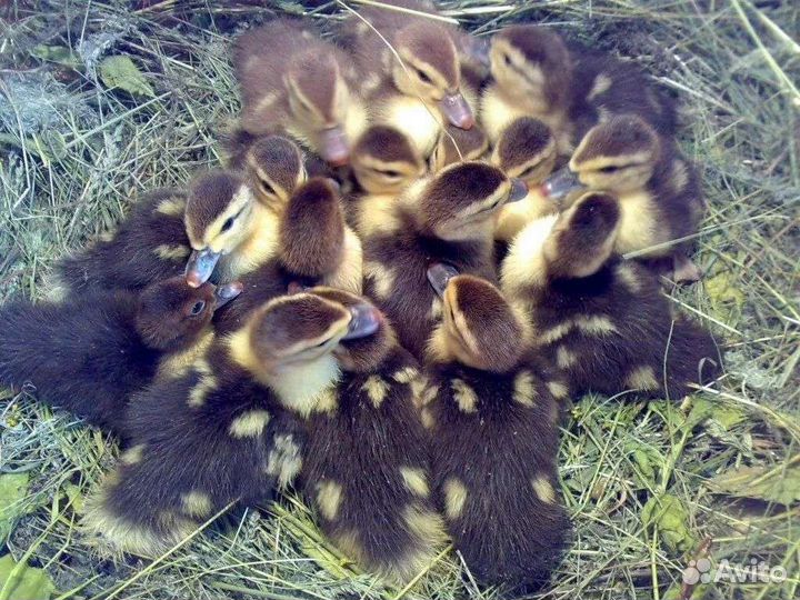 Утята индоутки