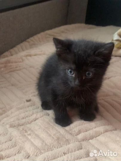 Котенок черный Пантереныш ищет дом