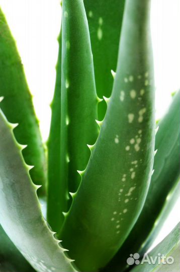 Алоэ 20 см 3-4 года и алоэ вера