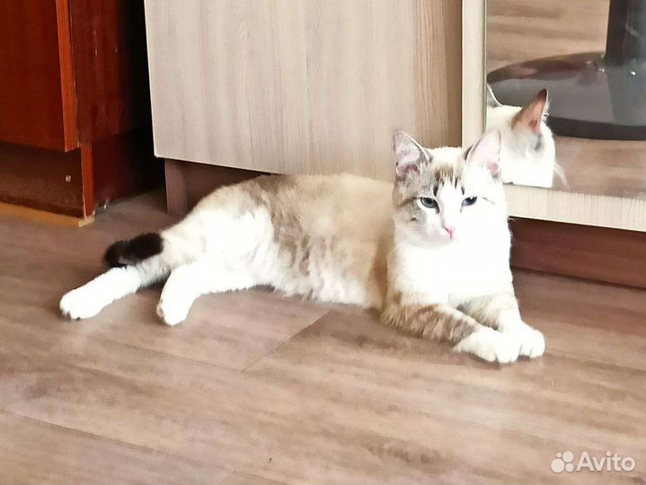 Барсик. Мальчик. Ищет дом с добрым хозяином